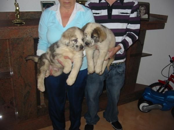 Mastines,cachorros,son los de la fotografía.