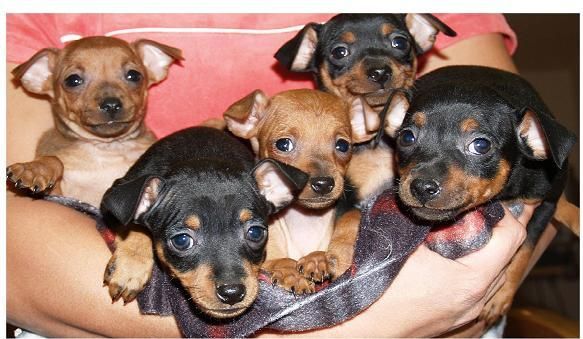 Menudos cachorros de mini pincher, buen precio. Asturias