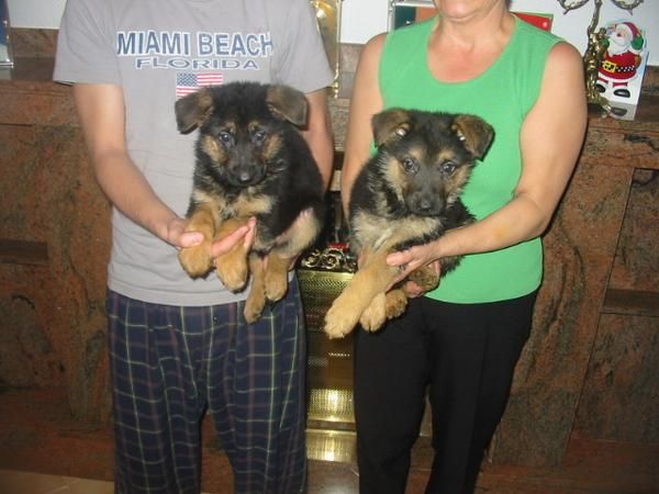 Pastores alemanes,cachorros,pedigree.