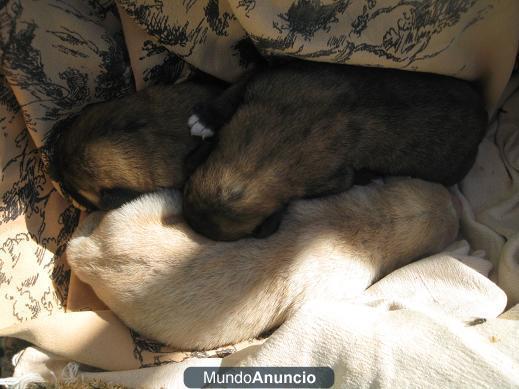 Regalo cachorros