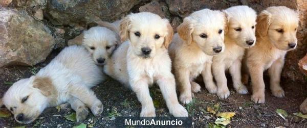 SE VENDEN GOLDEN RETRIEVER DE PURA RAZA