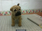 shar pei 250€ - mejor precio | unprecio.es