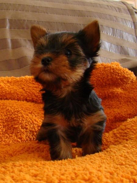 Yorkshire Terrier Cahorros Hembras.