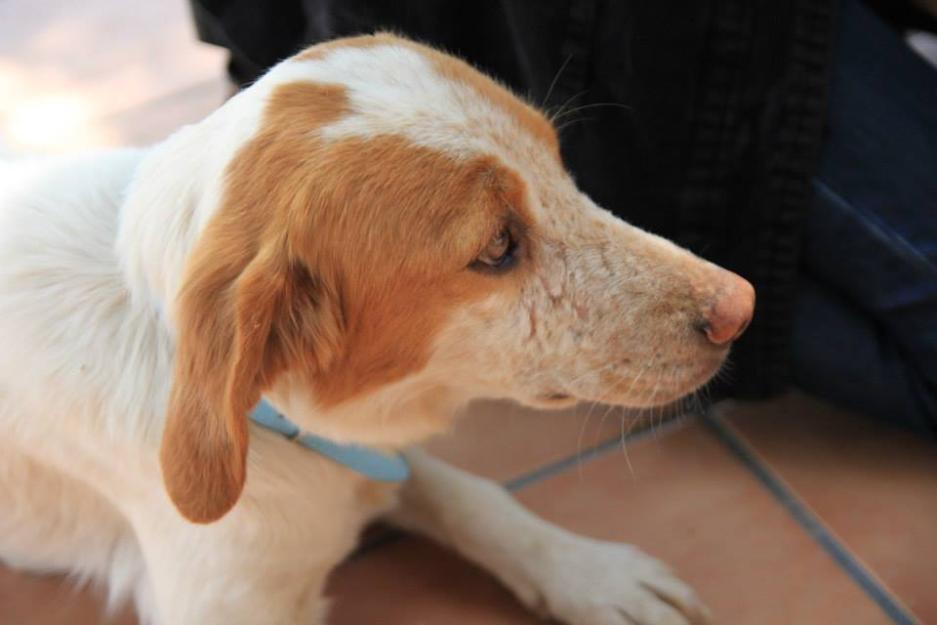 Habana, perra en adopción o acogida