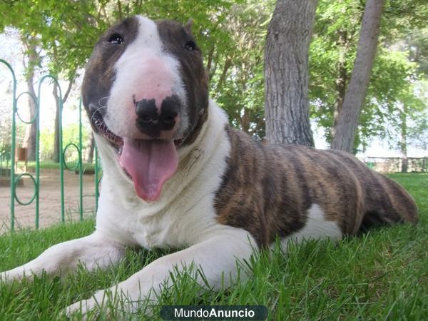 BULL TERRIER MINIATURA(ELIGE EL MEJOR DE LA CAMADA)