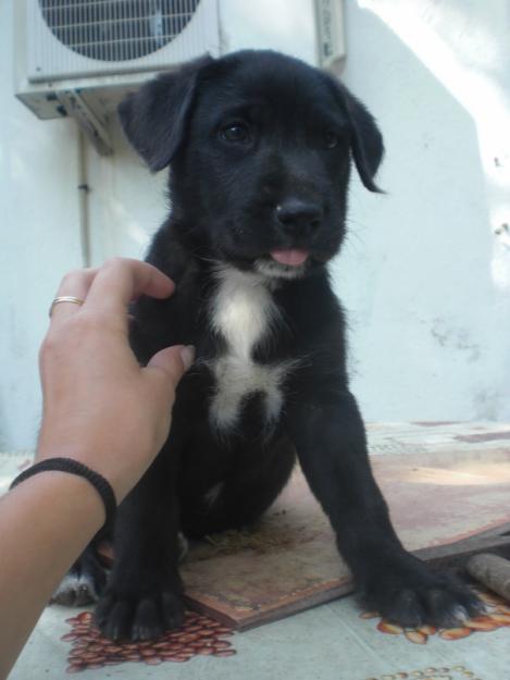 Cachorro cruce Sharpei en adopcion