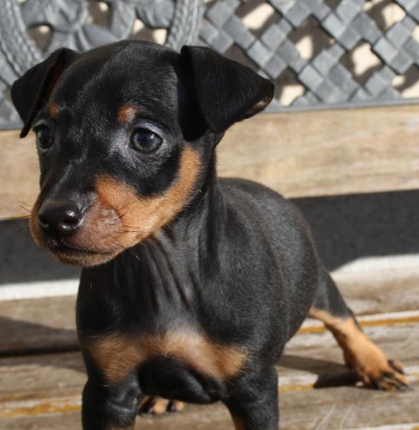 Cachorros de Mini Pinscher con pedigree de la RSCE