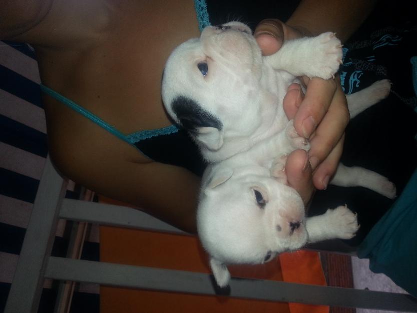 disponible camada de bulldog frances