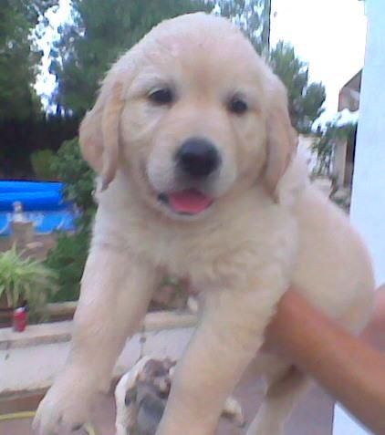 Golden Retriver cachorros