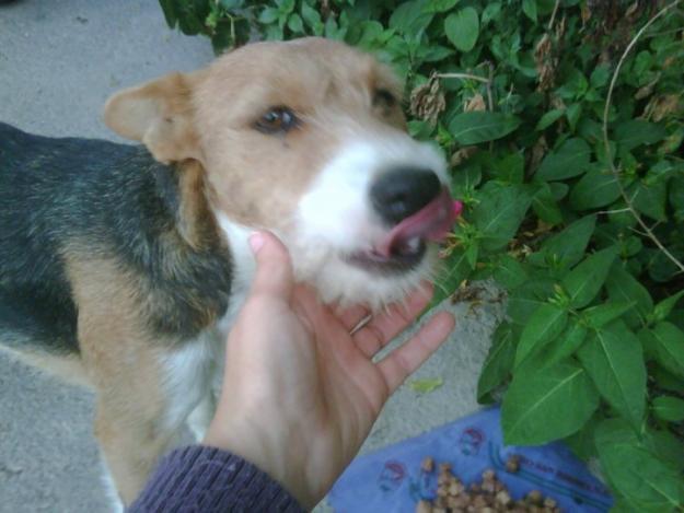 NORA, preciosa x de foxterrier en  la calle, ayuda urgente!