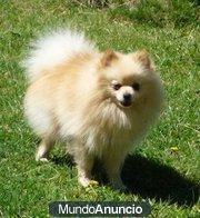 Pomerania macho busca novia para monta