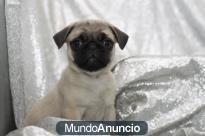 REGALO CARLINO O PUG - MACHO y HEMBRA