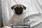 REGALO CARLINO O PUG - MACHO y HEMBRA - mejor precio | unprecio.es