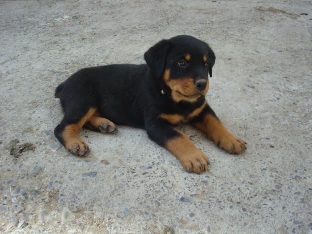 rotweiler, cachorritos economicos de pura raza