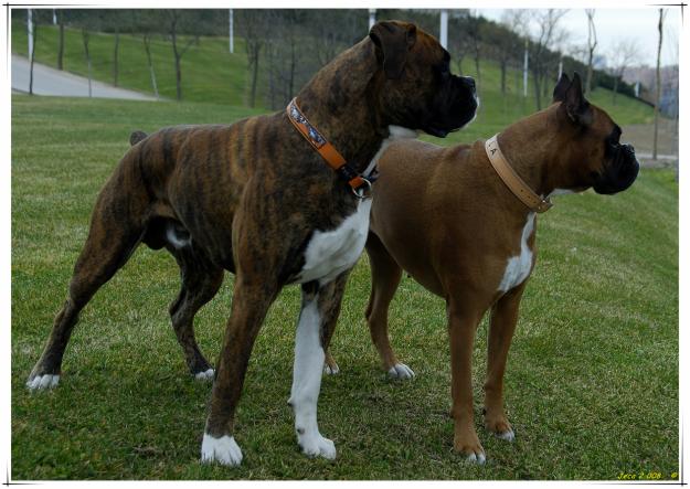 Boxer atigrado y jugueton busca novia