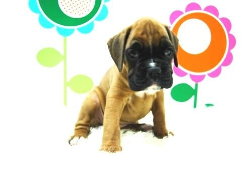 Boxer de Calidad - Cachorretes en Canela y Atigrado - www.animalflower.es