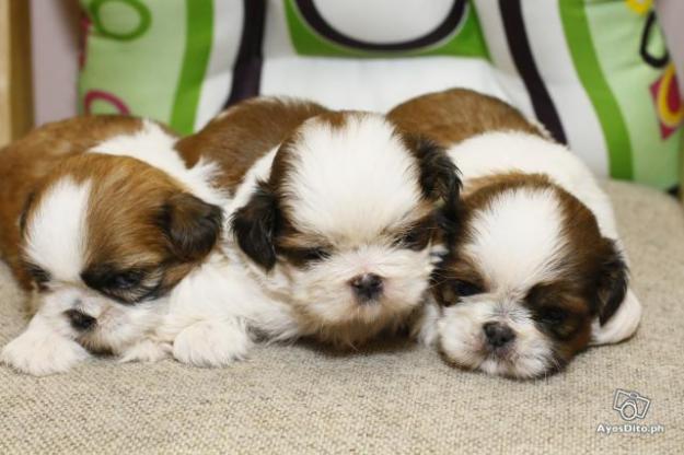 CAMADA DE SHIH-TZU TRICOLORES