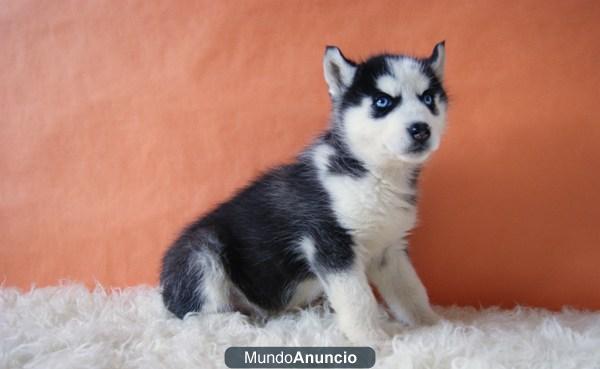 husky siberianos preciosa camada ojos azules