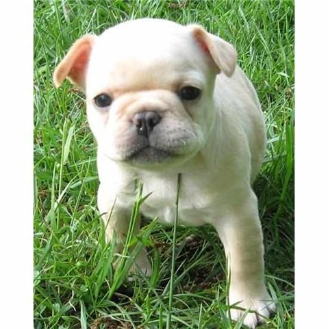 se vende cachorros bulldog frances - Mieres