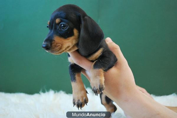 Teckel de pELO CORTO Y MINIATURA CON 2 MESES