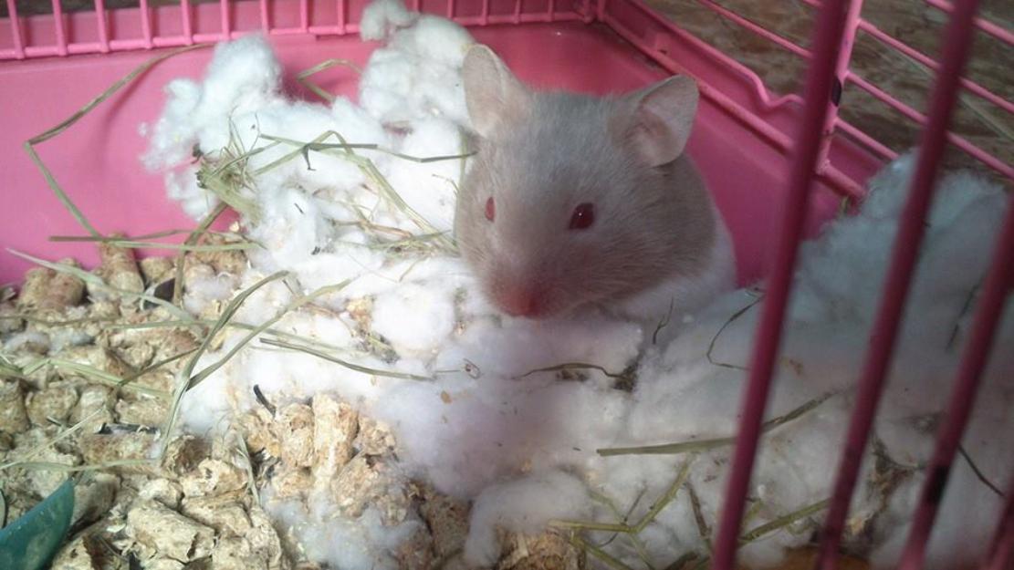 Vendo dos crias de hamster!^^