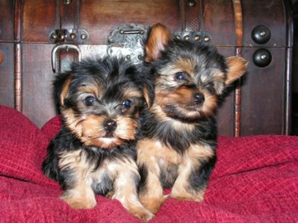 Yorkshire terrier cachorros