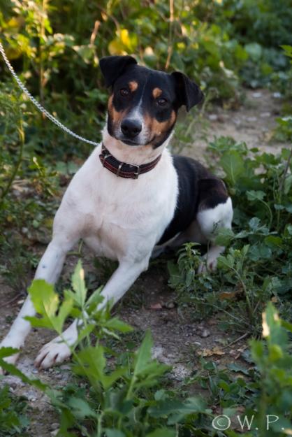 En adopción. REY precioso y cariñoso bodeguero. GPAR