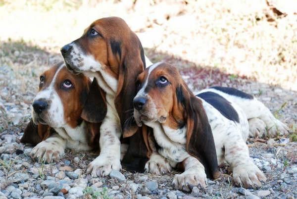 Basset hound ¡alegra tus navidad!