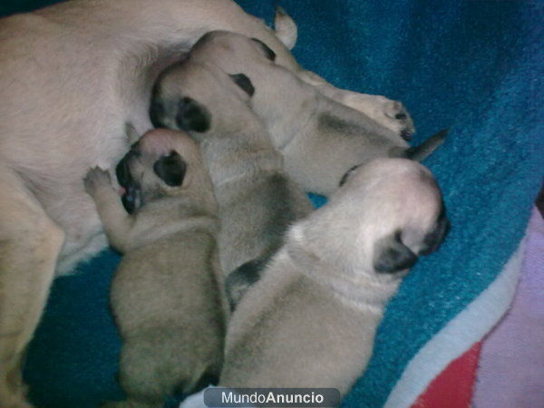 CACHORROS DE CARLINO, SE VENDEN A BUEN PRECIO