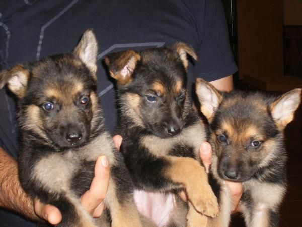 CACHORROS PASTOR ALEMAN