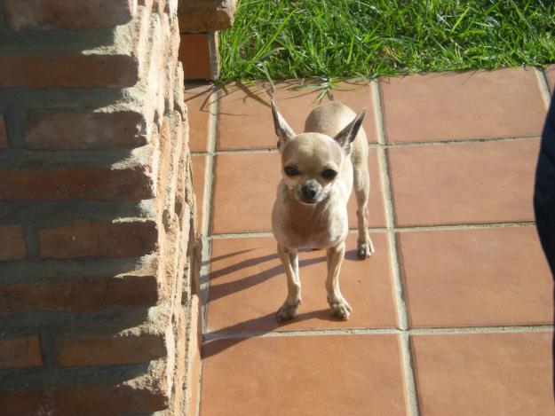 CHIHUAHUA MACHO PARA MONTA