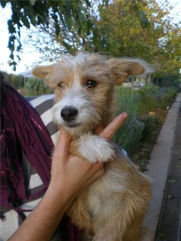 ELLOS TAMBIÉN MERECEN SER FELICES, ADOPTA