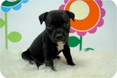 Excelente camada de Staffordshire bullterrier.