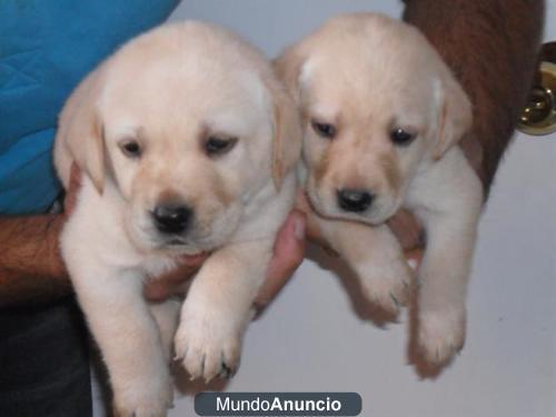 Labradores con mes y medio criados con nosotros y empezando a comer se pueden ver hay  para elegir a diferentes precios