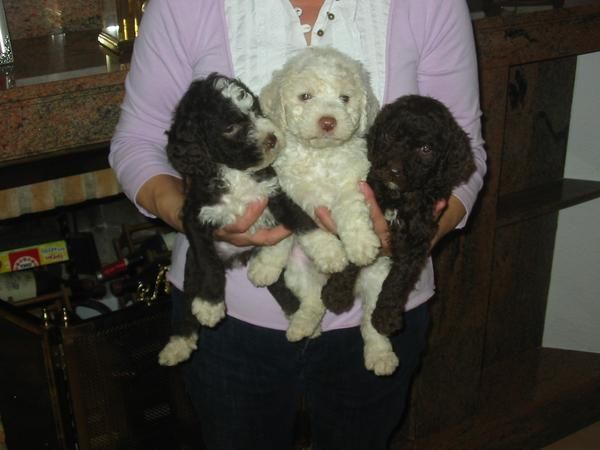 Perro de aguas,color chocolate y blanco,pedigree.