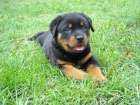 Rottweiler camada impresionante. Precio 400 euros - mejor precio | unprecio.es