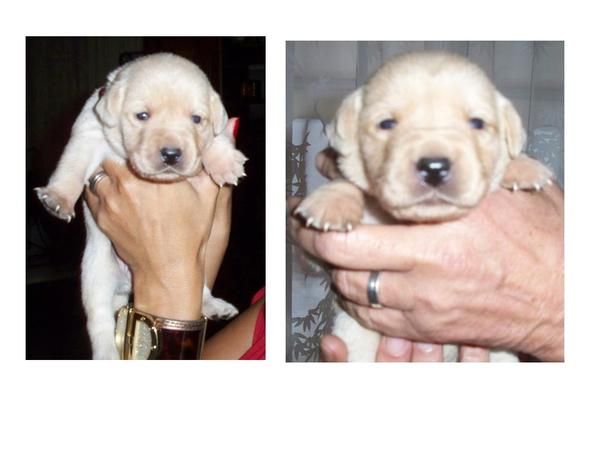 Se vende Cachorros Labrador Retriever