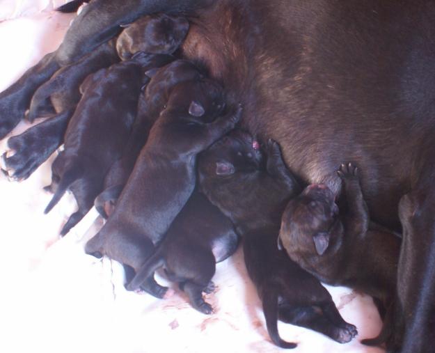 se venden cachorros de staffordshire bull terrier