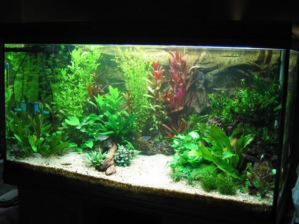 VENDO ACUARIO 450L 150  x 50 x 60