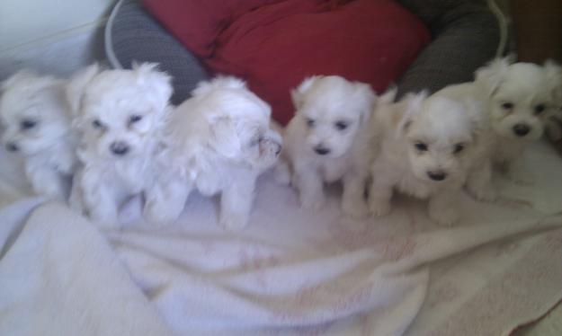 VENDO CACHORROS DE BICHON MALTES