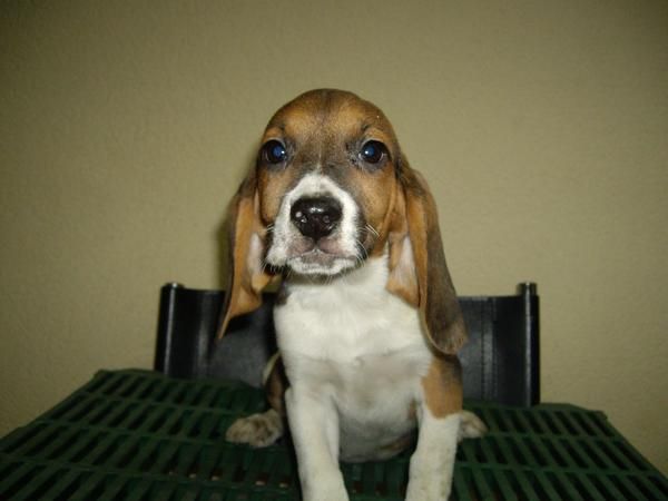 VENDO PRECIOSAS CACHORRAS BEAGLE TRICOLOR CON PEDIGREE. A 200 .