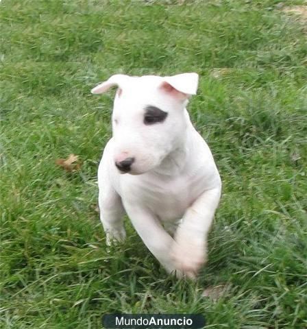 bull terrier cachorro dispuesta a conocer a una familia buena y cariñosa,