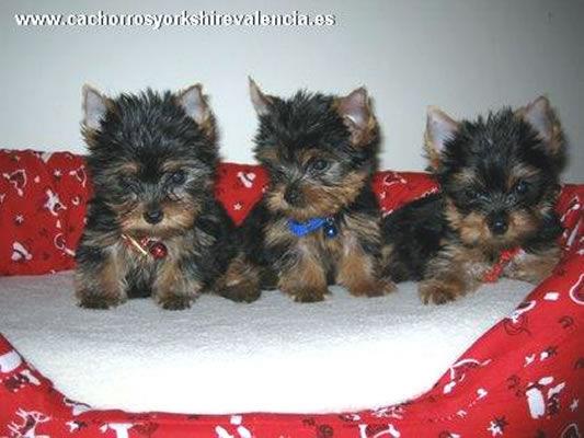 Cachorros de Yorkshire Terrier y otras razas