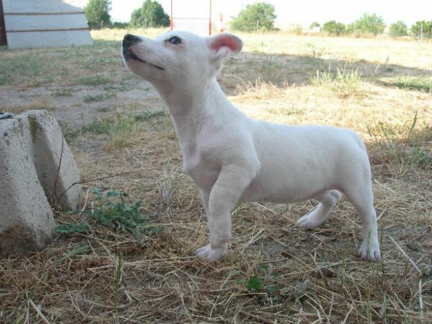 Jack Russell pata corta los autenticos cachorros nacionales