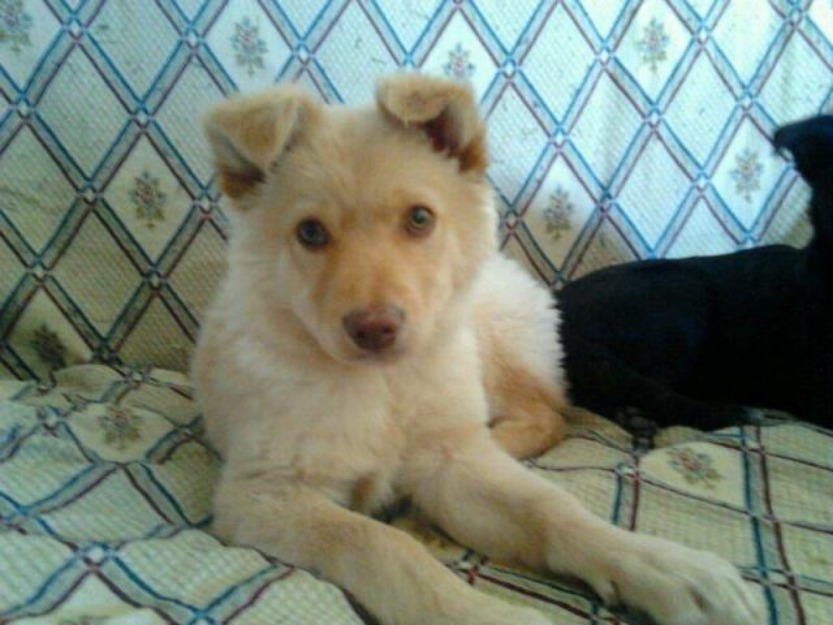 Ozzy, mestizo de 5-6 meses en adopcion