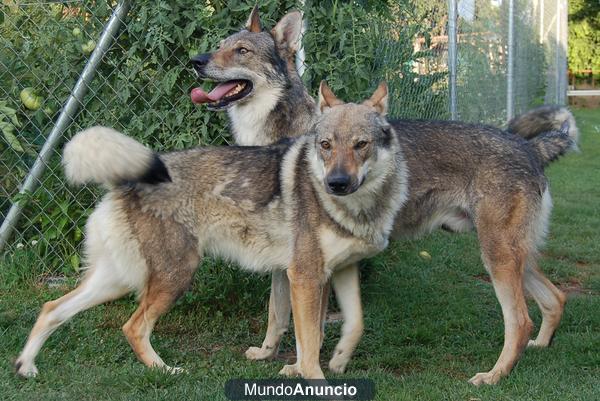 perro lobo checoslovaco-proxima camada octubre/12