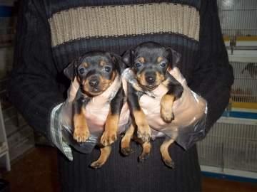 PINSCHER MINIATURA CACHORRO.