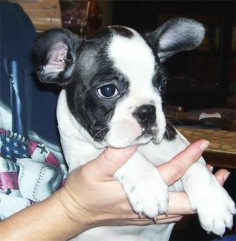 PRECIOSOS BULLDOG FRANCES