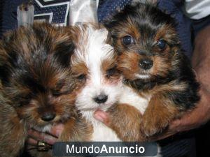 Regalo: Tres cachorros de Yorkshire hermoso