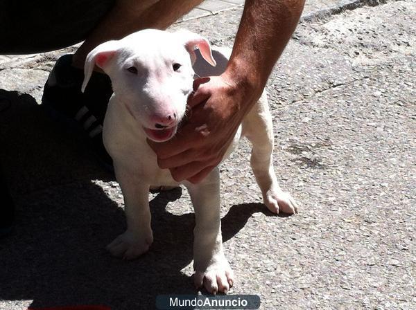 SE VENDE BULLTERRIER